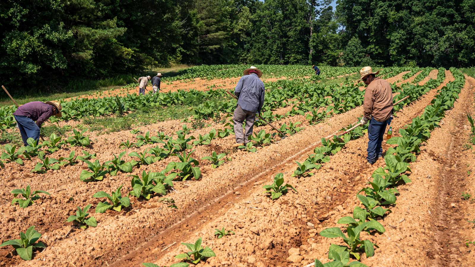 Two growers walking between rows of young crops in a ploughed field