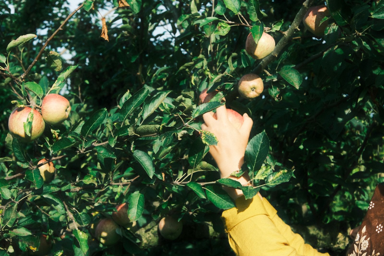 A hand reaching for ripe apples in a sunny orchard