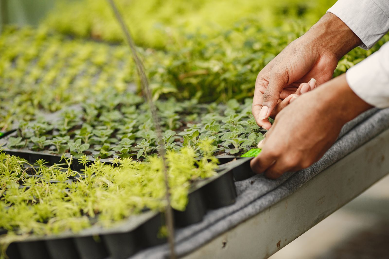 Hands moving trays of seedlings in a greenhouse