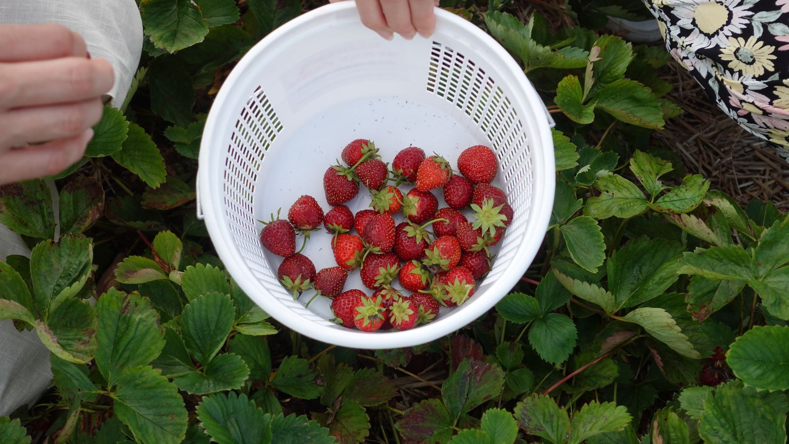 A basket of freshly picked strawberries held over the plants