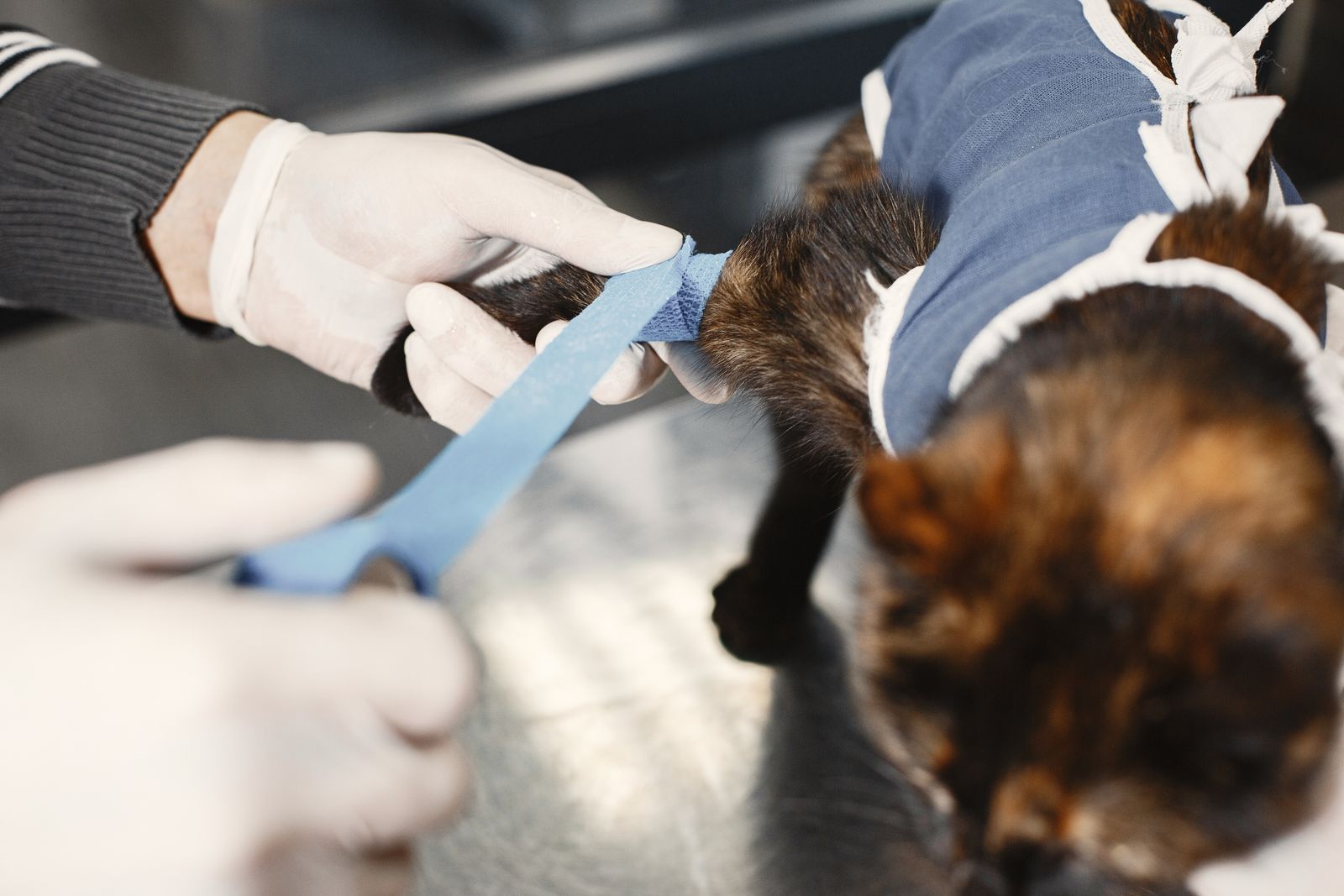 A vet wrapping a blue bandage around a cat's front leg