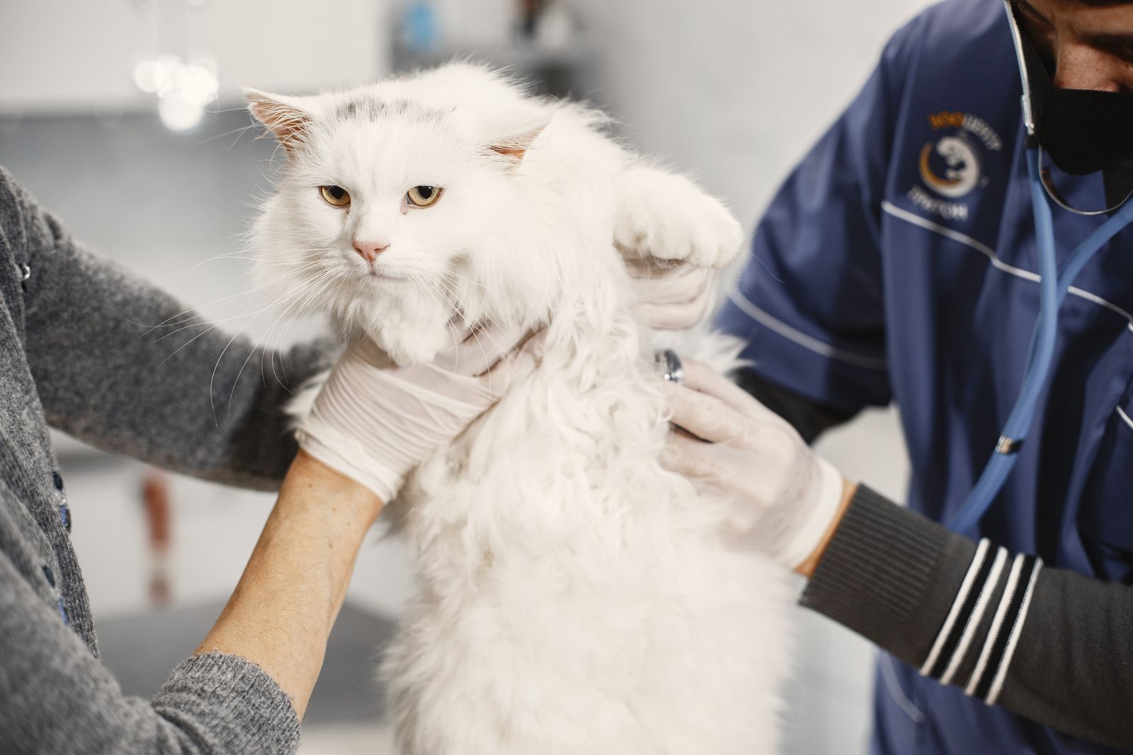 A vet in gloves examining a white long-haired cat held by an assistant