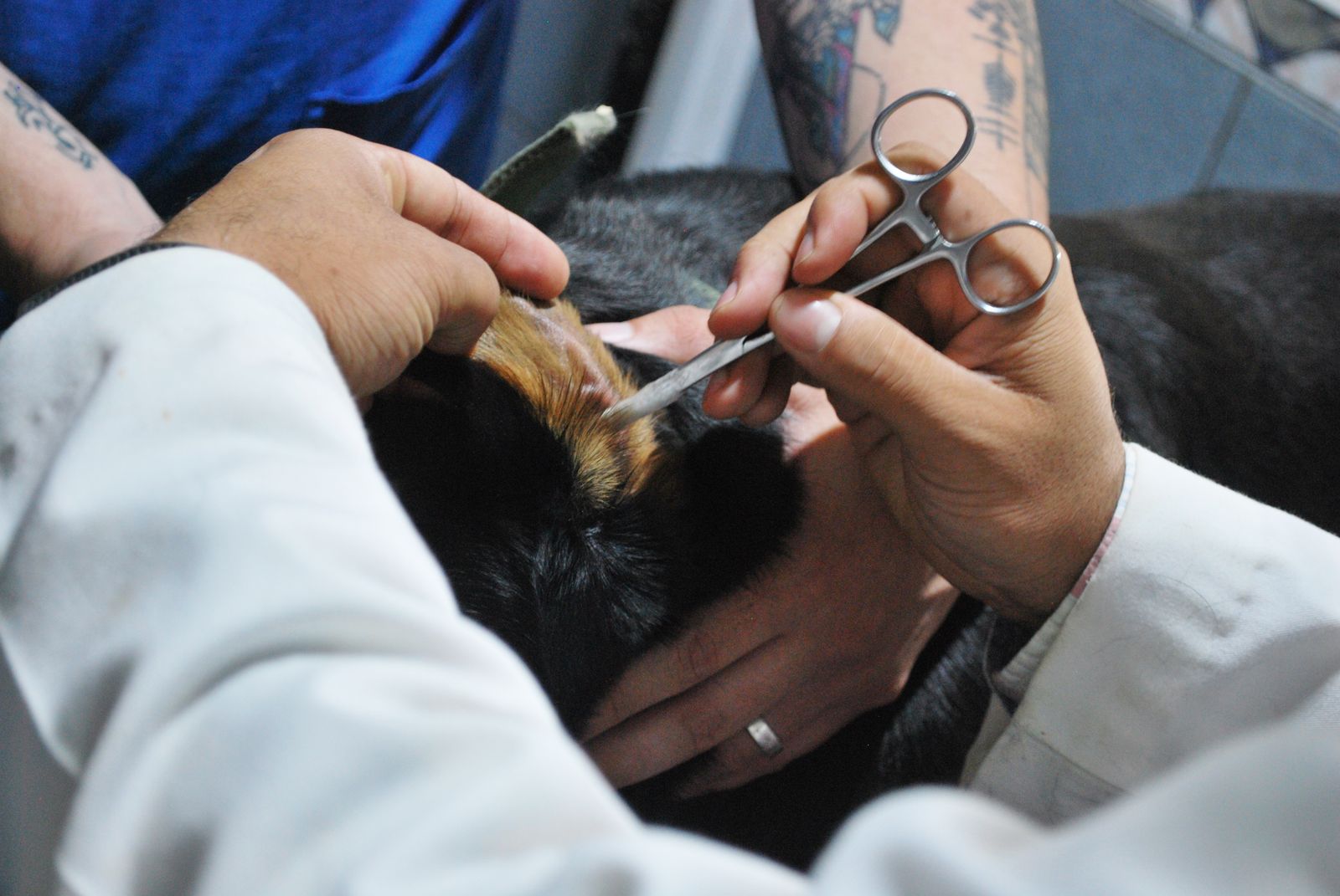 A vet looking into a black dog's ear with an instrument