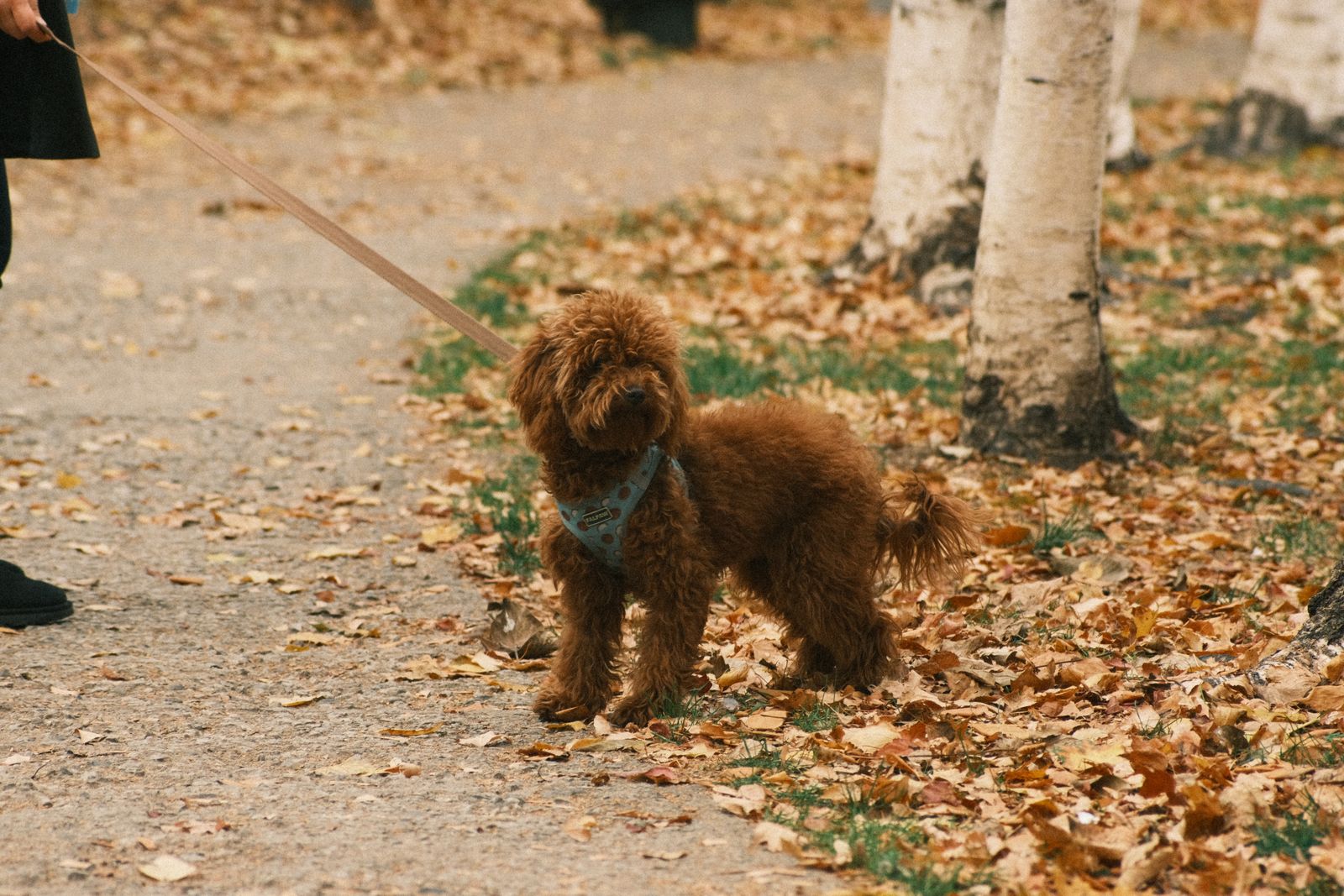 A curly-coated dog on a lead walking through autumn leaves