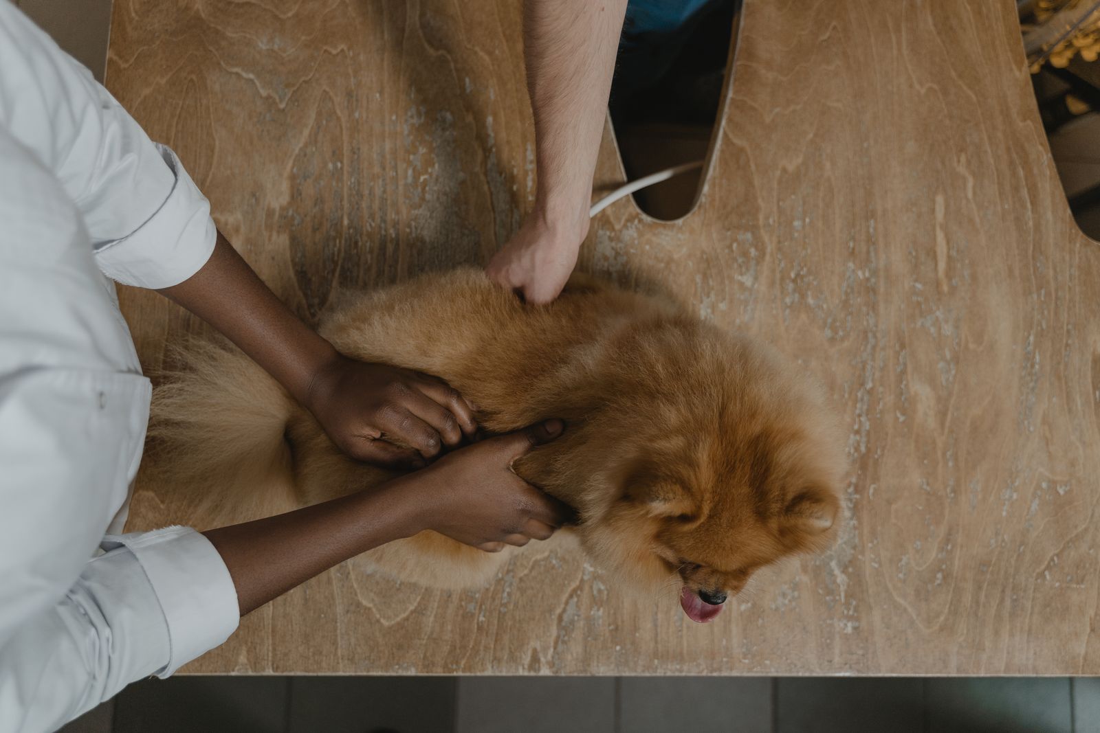 Hands checking a fluffy Pomeranian lying on a wooden table, seen from above