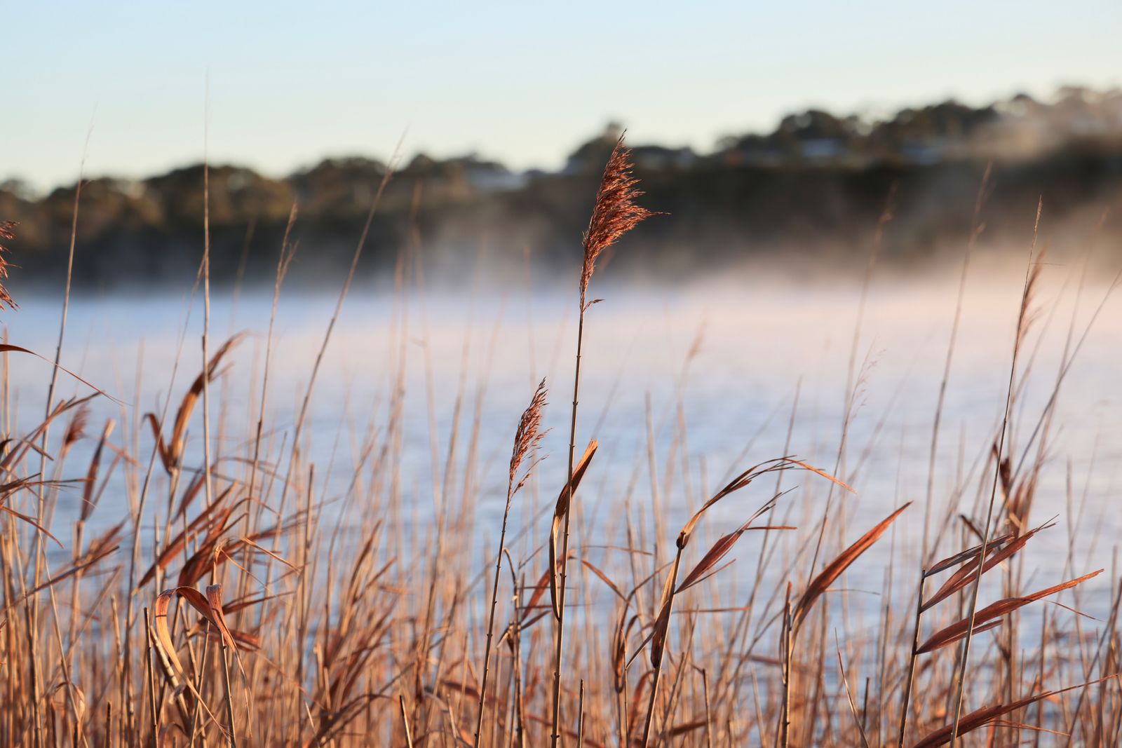 Reeds and long grass at the edge of a lake in morning mist