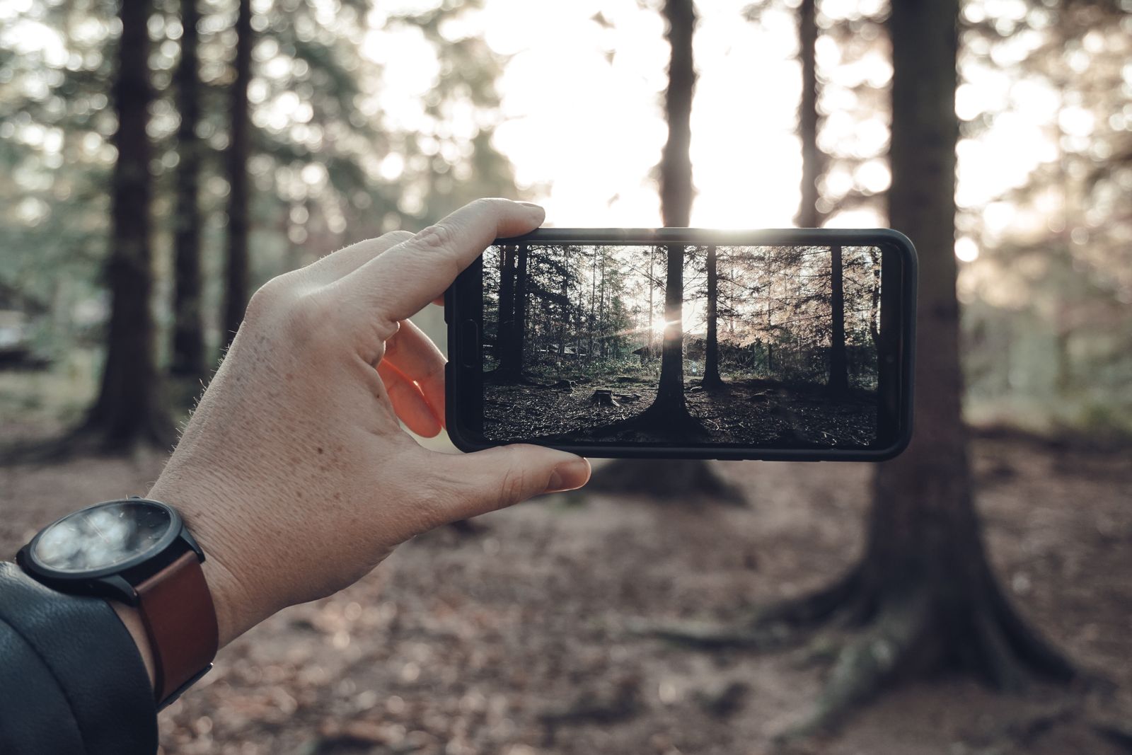 A hand holding a phone up towards the trees in a sunlit wood