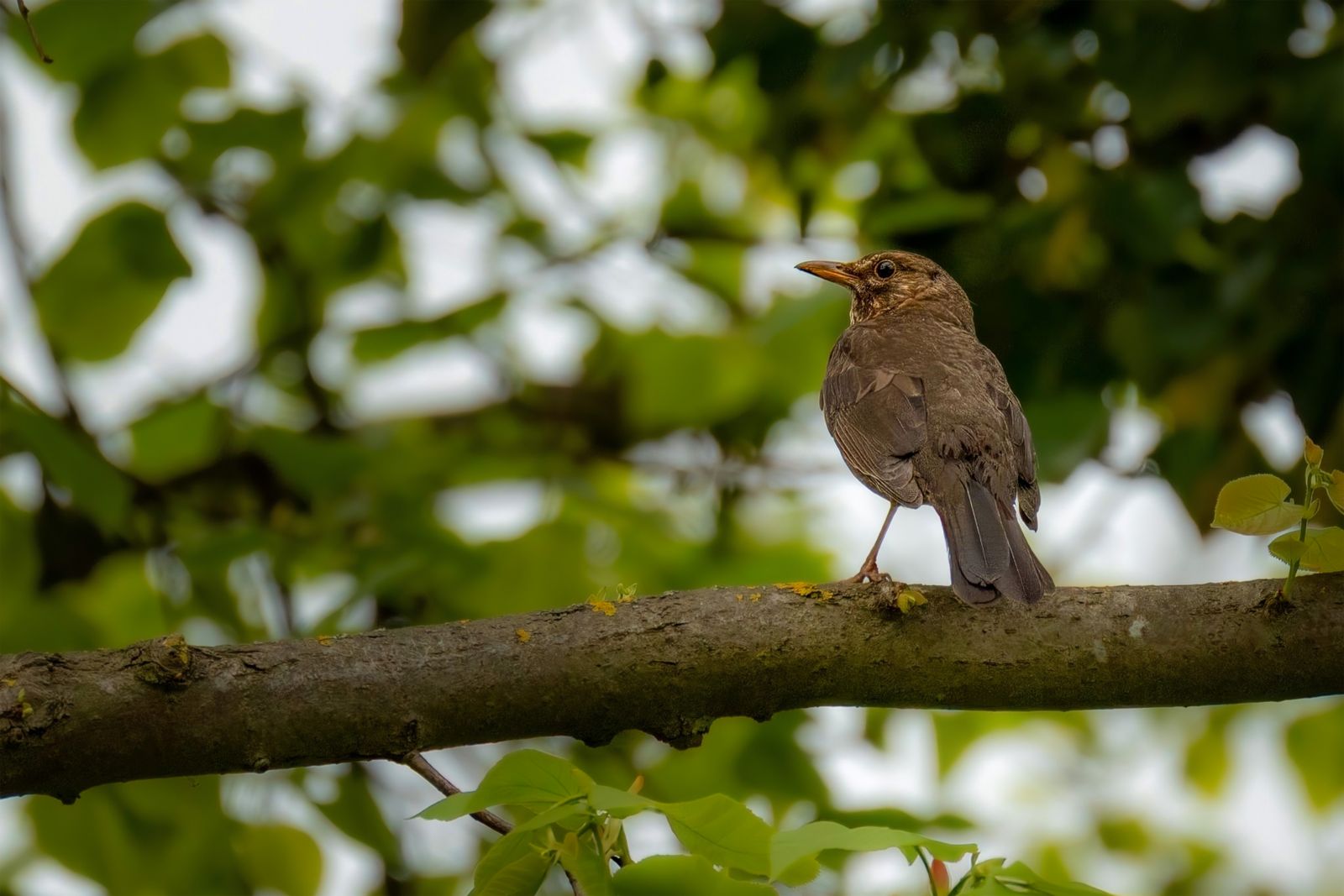 A song thrush perched on a mossy branch in a green wood