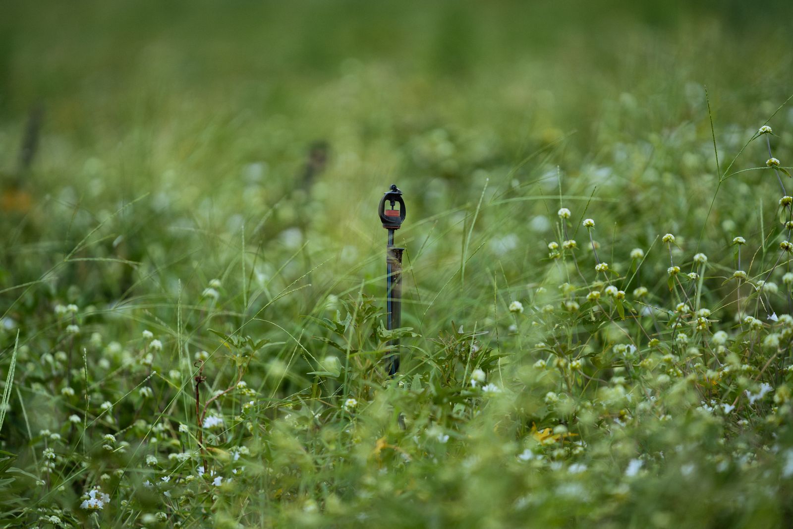 A small survey marker standing in a meadow of grass and wildflowers