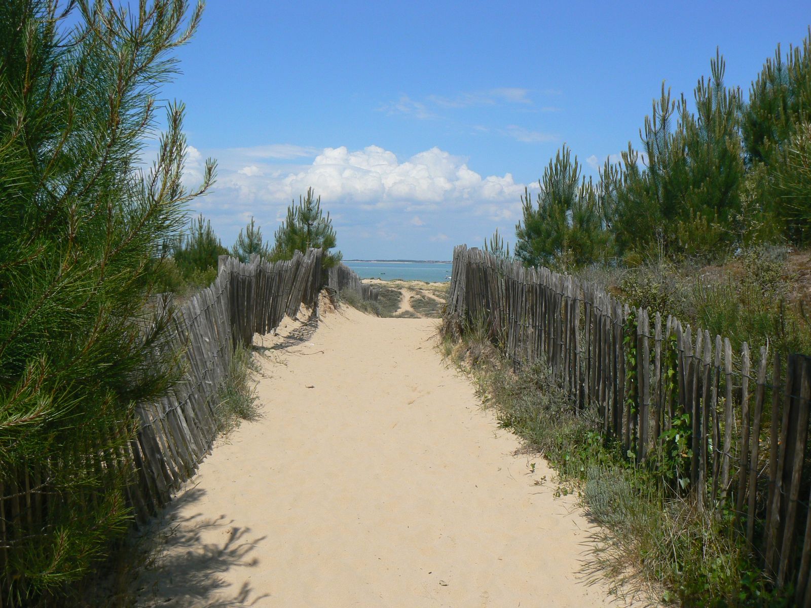 A sandy path between wooden fences through the dunes to the beach