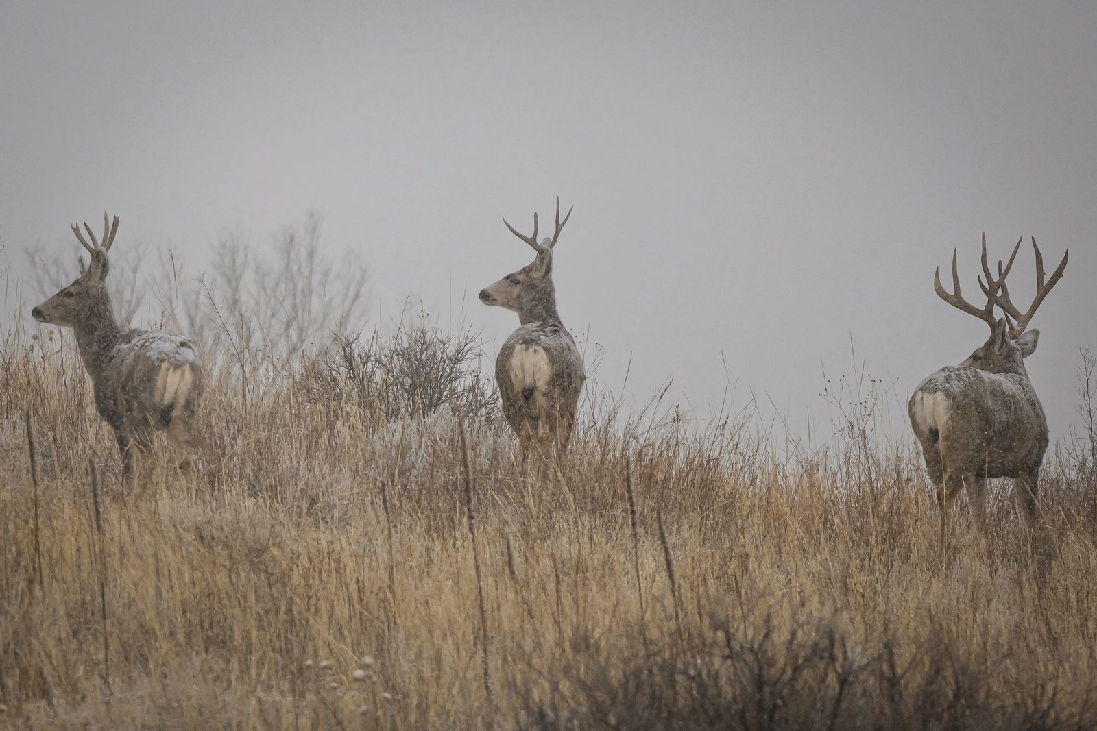 Three mule deer bucks in a misty grassland