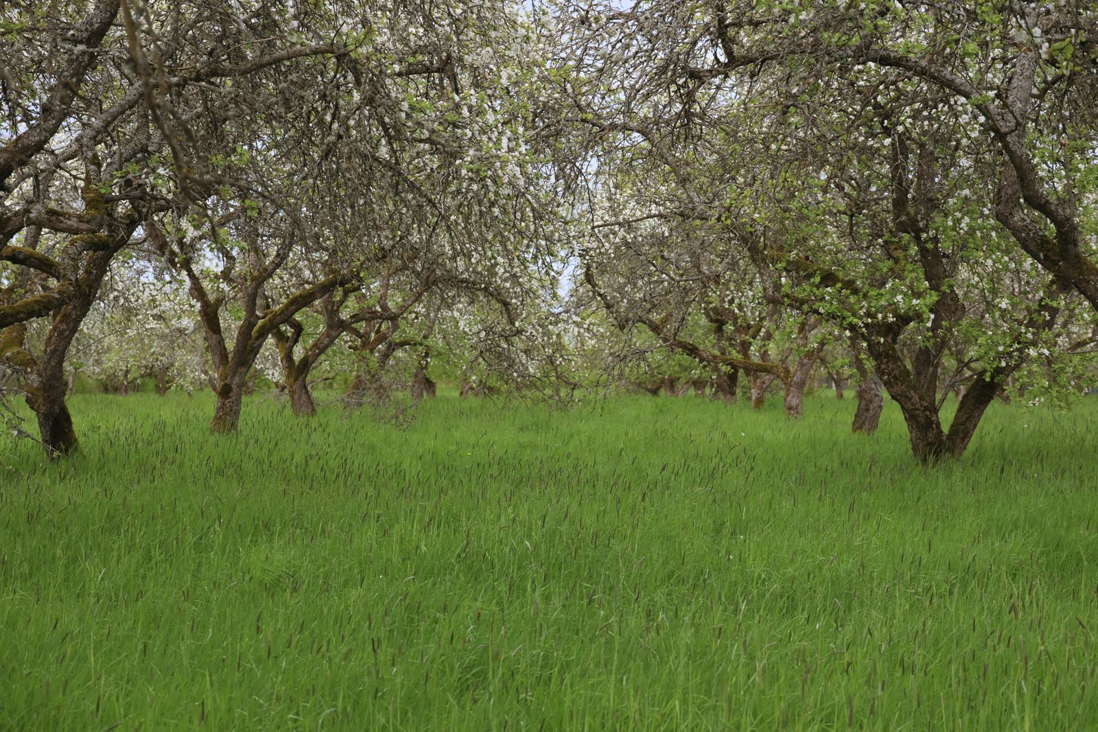 Rows of apple trees in white blossom over green grass in spring