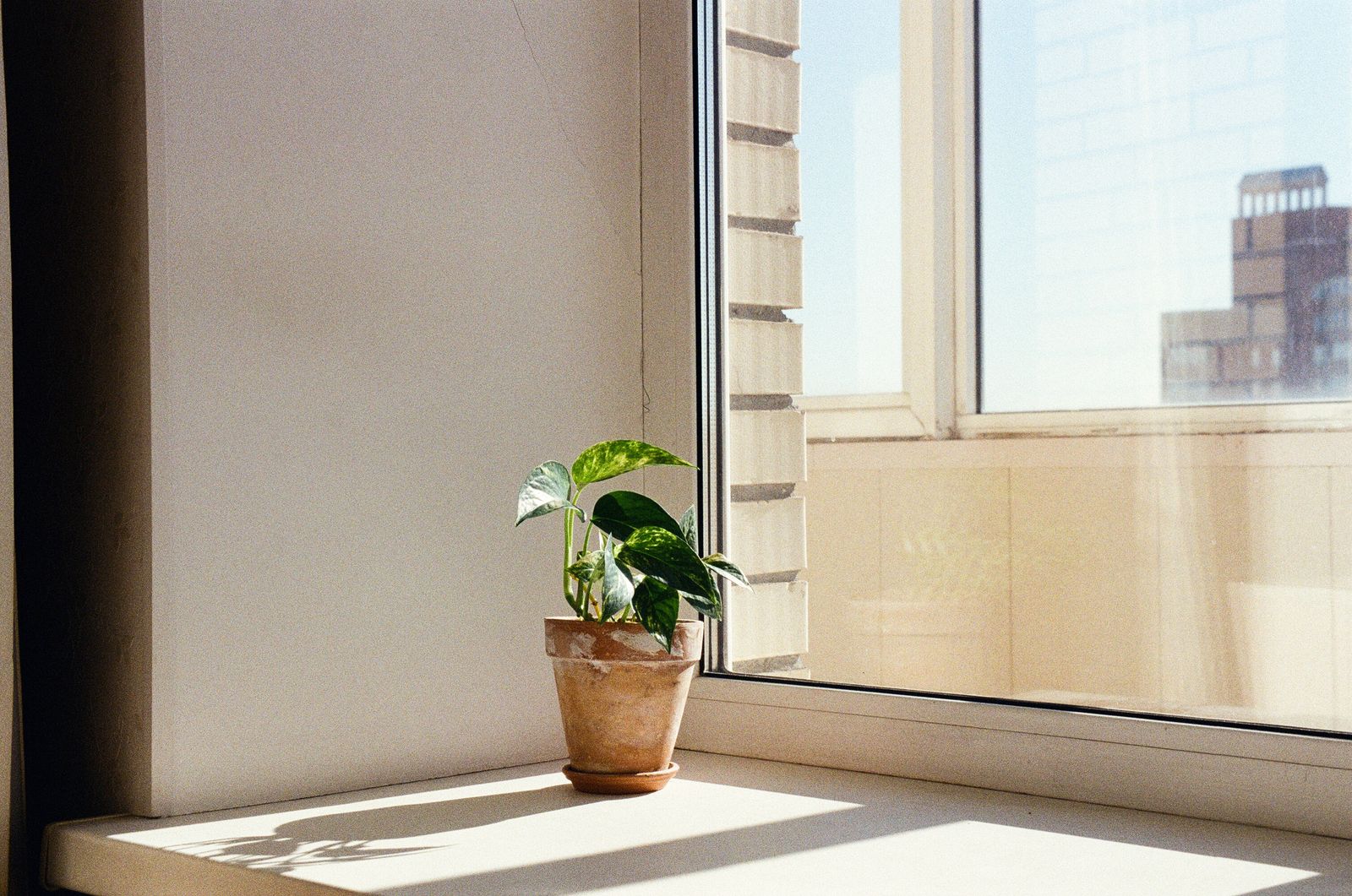 A sunlit potted plant on a windowsill