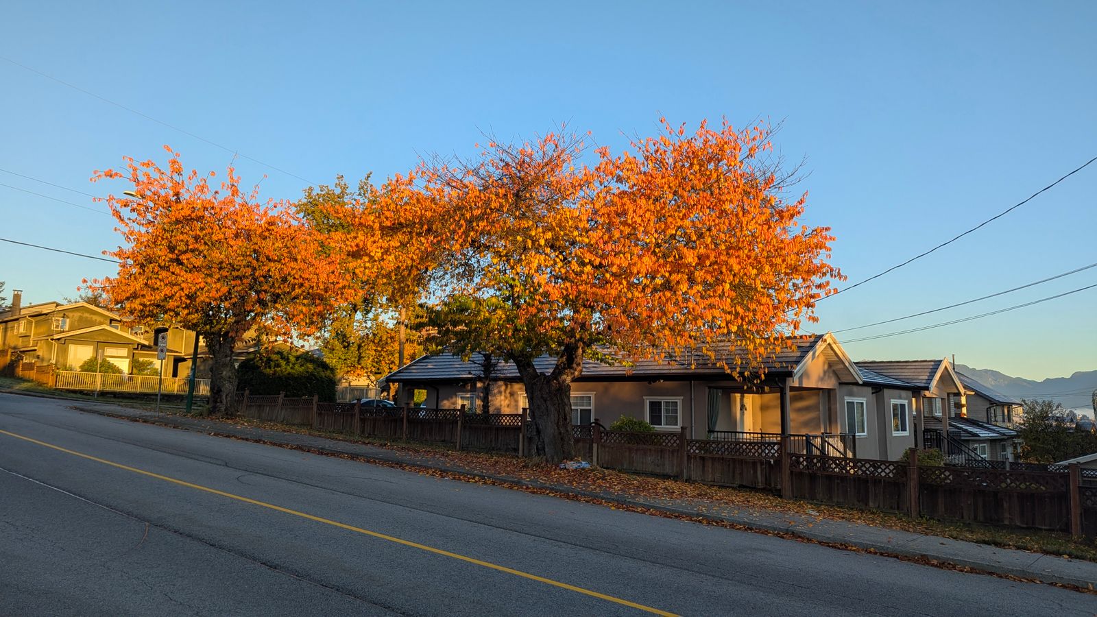 Quiet residential street lined with trees in autumn colours