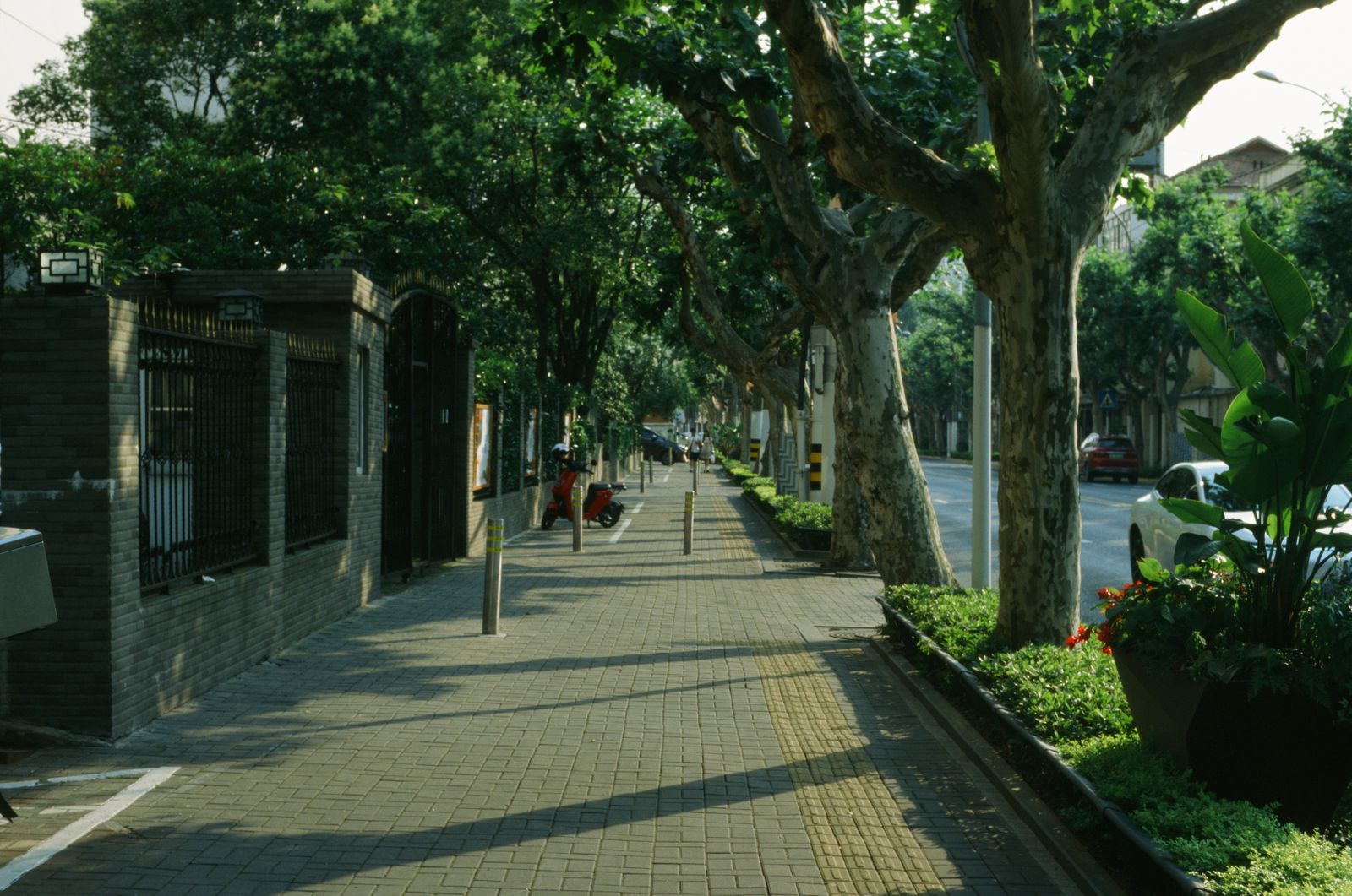 A tree-lined sidewalk in the city on a sunny day