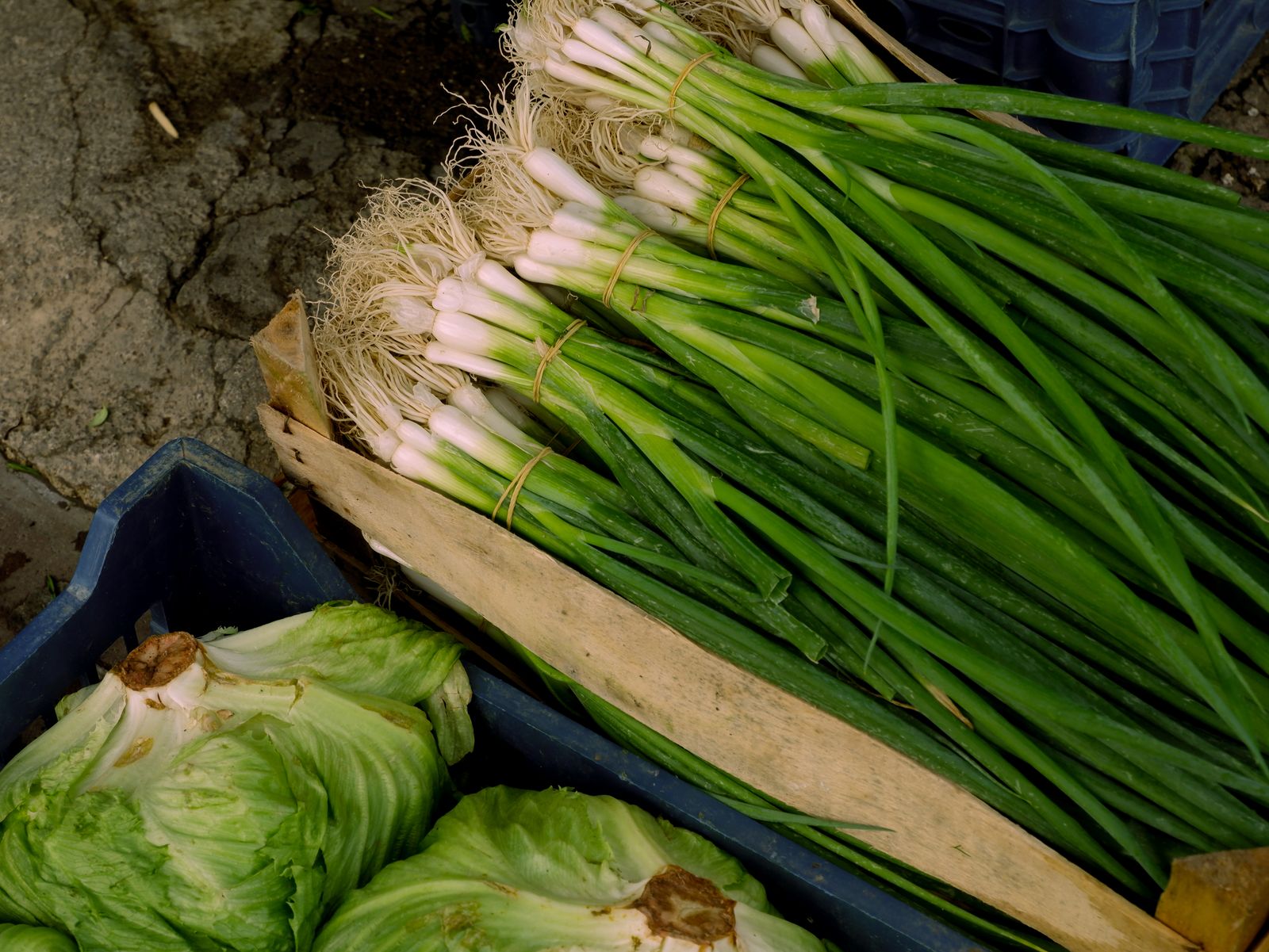 Bunches of spring onions and cabbages in crates at a market