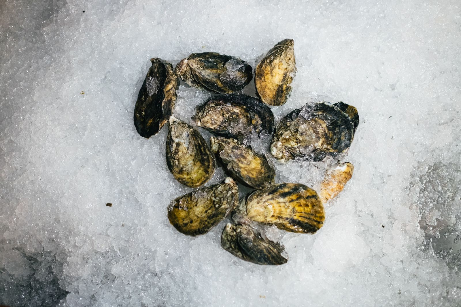 Closed rock oysters on crushed ice