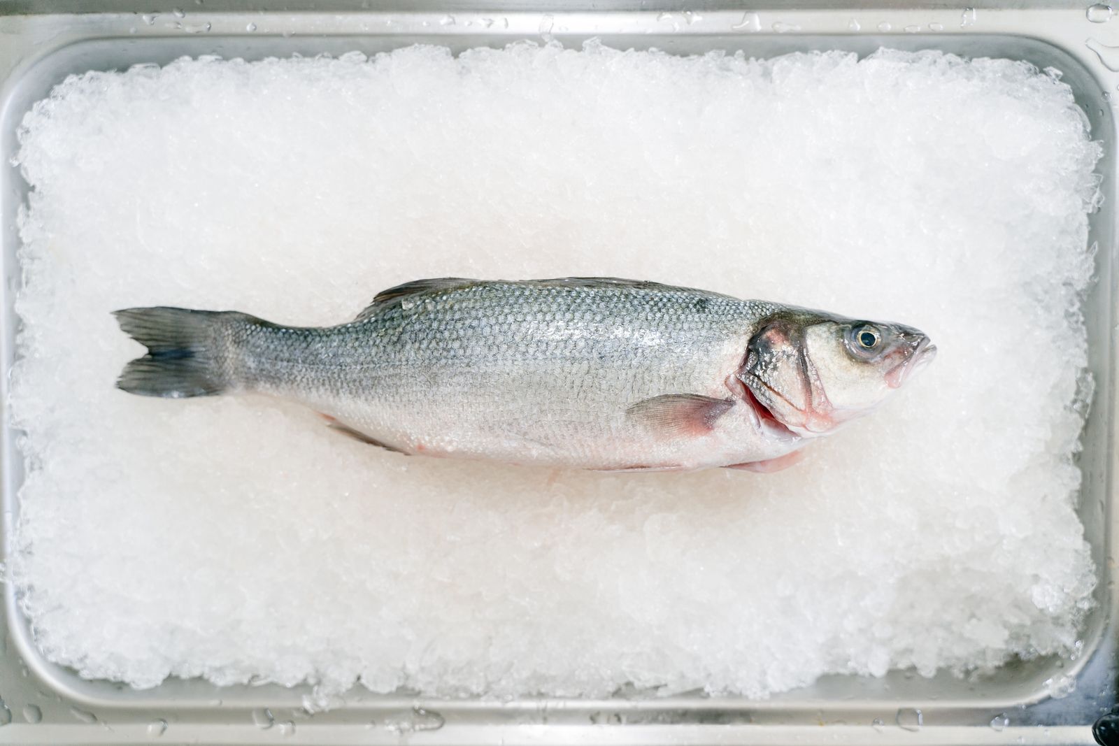 A whole sea bass on a tray of crushed ice