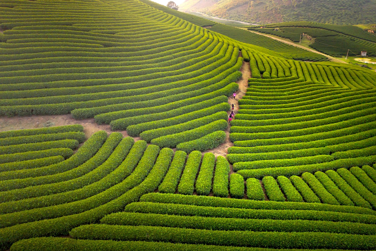 Rows of tea bushes curving over a green hillside