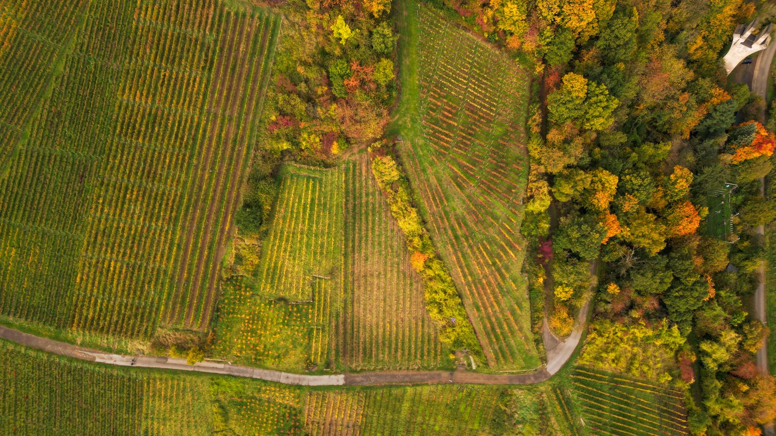 Vineyard blocks and a farm track seen from above in autumn