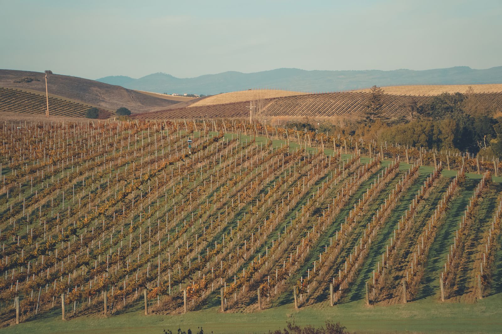Rows of vines on a gentle hillside in autumn colours