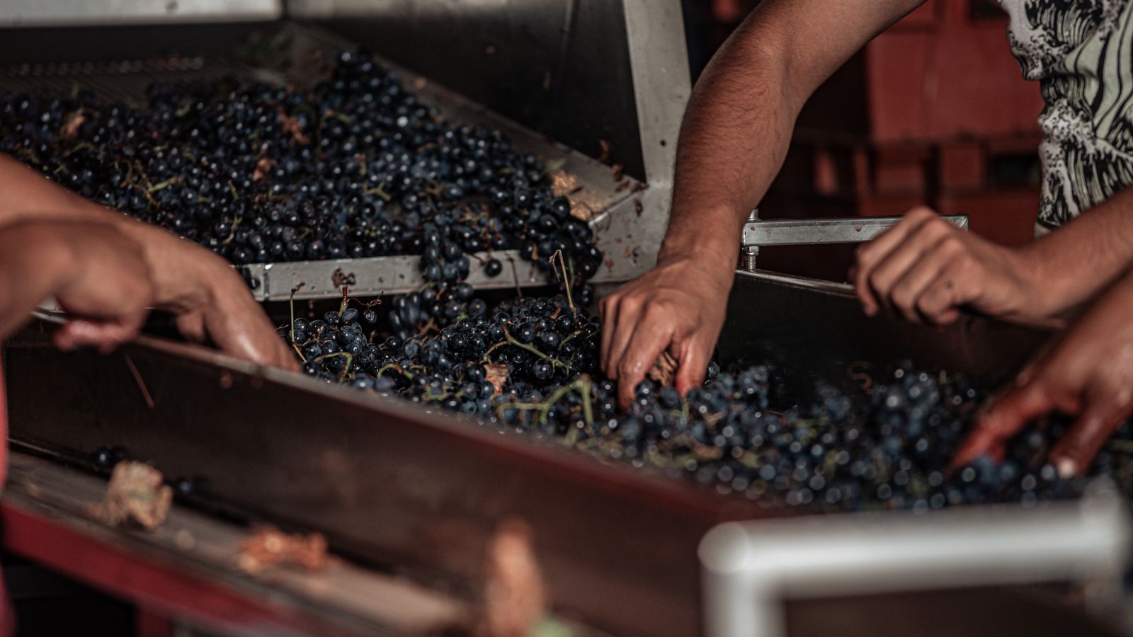 Pickers sorting freshly picked grapes on a sorting table